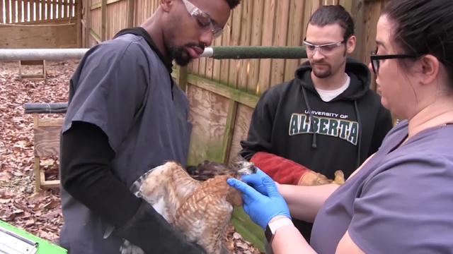 Veterinary technician intern Rayshaud holding a red-shouldered hawk while Dr. Karra does an examination.
